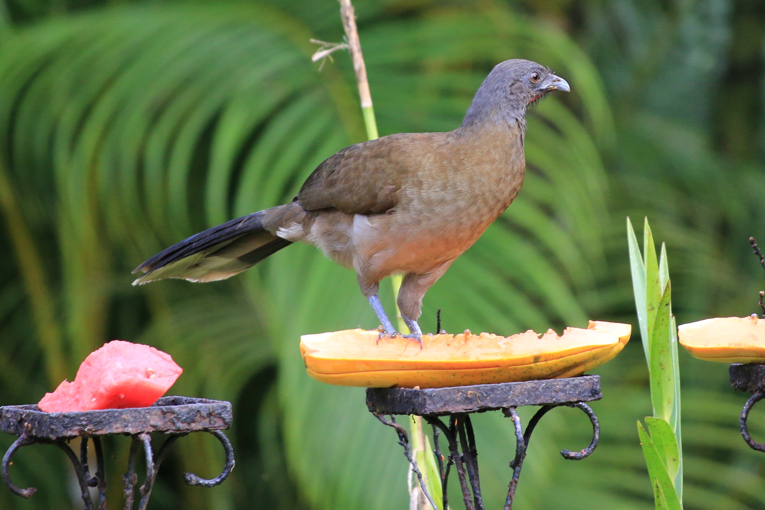 Costa Rica